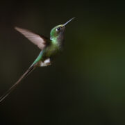 Longtailed Syth